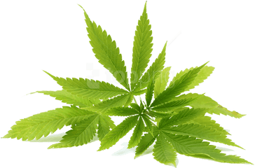 Real Weed Leaf Png - Neem Oil Neem Leaf Png