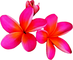 Frangipani HD Image Free - Free PNG