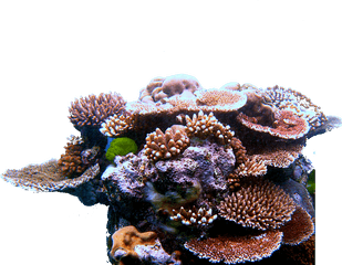 Coral Reef Triangle - Transparent Coral Reef Png