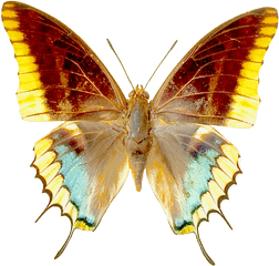 Transparent Butterfly Clipart Gallery - Transparent Monarch Butterfly Wing Mariposa Butterfly Png