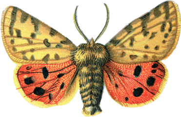 Download Free Png Moth File - Portable Network Graphics