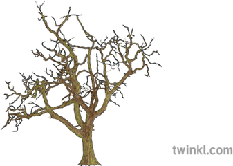 Bare Tree Foliage Winter Mps Ks2 Illustration - Twinkl Pond Pine Png