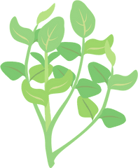 Watercress Plant Clipart - Watercress Clipart Png