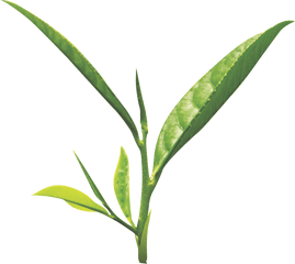 Tea Leaf Png Images Free Download - Transparent Background Tea Leaf Png