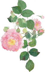 Garden Roses Watercolour Flowers Dog - Rose Watercolor Painting Watercolor Rose Leaves Png