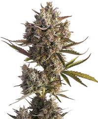 Dutch Passion - Auto Blueberry Dutch Passion Png