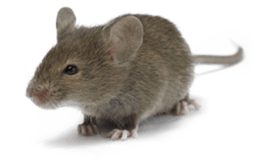 Mice Png 5 Image - Mice Mouse