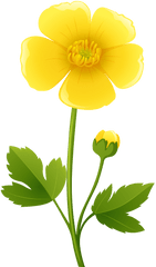 Yellow Flower Transparent Png Clip Art - Clipart Buttercup