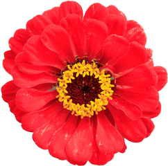 Zinna Red Flower Closeup Without Background Texture Sf Png Sunflower Transparent