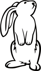 Download Hd White Rabbit Clipart Images - Rabbit Drawing Black And White Png