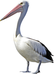 Pelican Bird Clip Art - Transparent Pelican Png