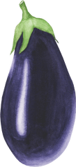 Eggplant - Sticker By Elizabeth Eggplant Png