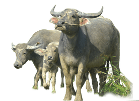 Buffalo Png Image