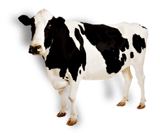 Cow Png Image