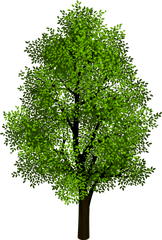 Free Transparent Tree Cliparts - Beautiful Tree Png