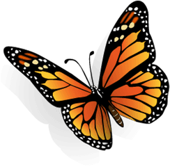 North American Butterflies - Butterfly Clipart Png