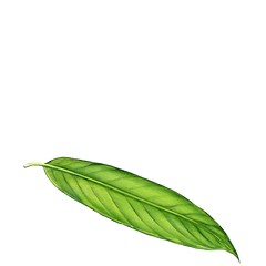 Download Hd Long Leaf Png - Long Leaf Png