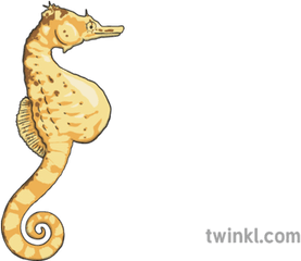 Large Bellied Seahorse Illustration - Twinkl Northern Seahorse Png