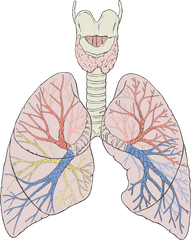 Lungs Diagram Detailed - Lung Diagram Png