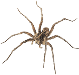 Spider Web Transparent Png - Stickpng Wolf Spider