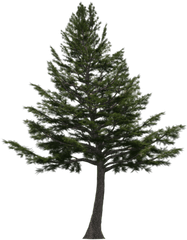 Cedar Tree Png Free Download - Lebanese Cedar Tree Png