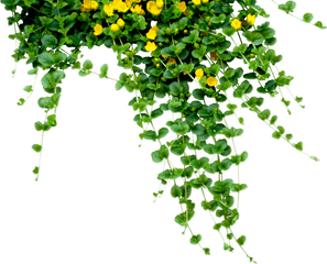 Plant Tree Nature Hanging Creeper - Plants And Flowers Png