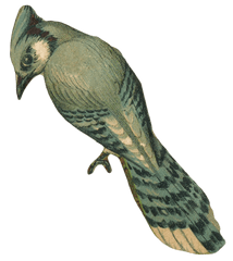 Vintage Faded Blue Jay Bird Art Png