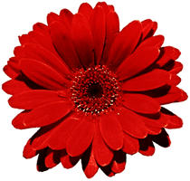 Gerbera Photo - Free PNG