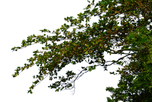 Tree Leaves File - Free PNG