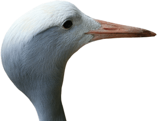 Crane Blue Bird - Free Photo On Pixabay Seabird Png