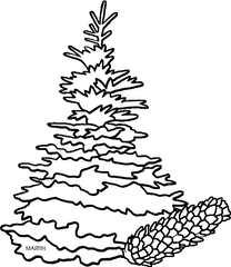 Drawn Pine Tree Black Hills Spruce - Spruce Tree Clip Art South Dakota State Tree Drawing Png