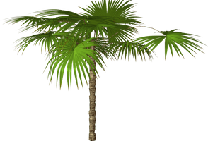 Jungle Tree Free Download - Free PNG