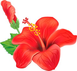 Tropical Flowers - Hawaiian Flower Png Transparent