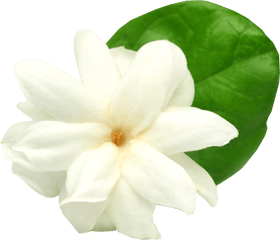 Jasmine Flower Png Picture - Jasmine Flower Clip Art