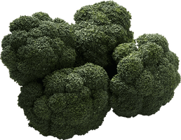 Broccoli Png Image