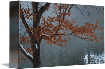 Leaves Against Fog Background By Stephen Sepan Wall Art - Visual Arts Png