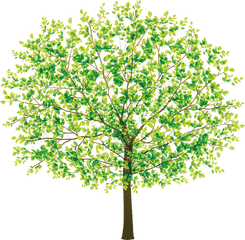 Free Transparent Tree Png Download - Free Beautiful Tree Clipart