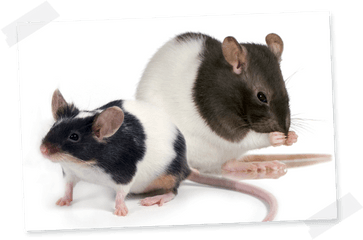 Rat And Mouse - Hamiform Fancy Rat Png