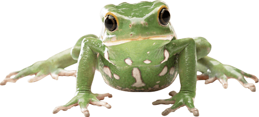 Frog Clipart Glass - Waxy Monkey Tree Frog Png