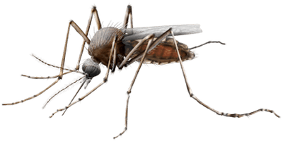 Mosquito Transparent - Free PNG