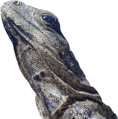 Iguana Lizard Transparent Background Png - Free Transparent Wrinkly Lizards