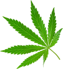 Cannabis Png Images Free Download - Marijuana Png