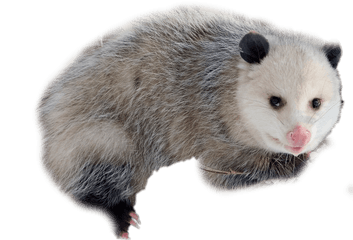 Opossum Transparent Cartoon Png Possum