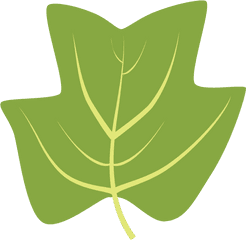 Tulip Tree Png - Tuliptree Maple Leaf 1949436 Vippng Tulip Tree Leaf Clipart