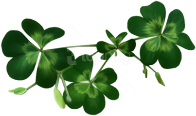 Irish Shamrocks Png Images Background - Transparent Shamrocks Png