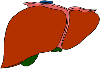 Liver Organ Anatomy - Transparent Background Liver Clipart Png