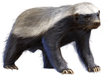 Png Background - Honey Badger Transparent Background