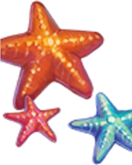 Starfish - Paperweight Png