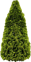 Fir-Tree Png