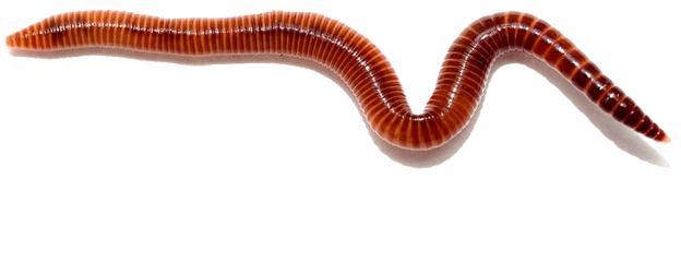 Worms Free Png - Worm Png